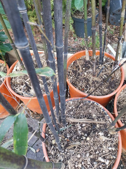 Sort Bambus 160- 175 cm