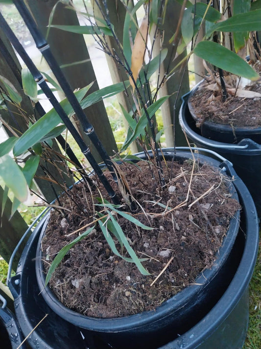 Sort Bambus 160- 175 cm