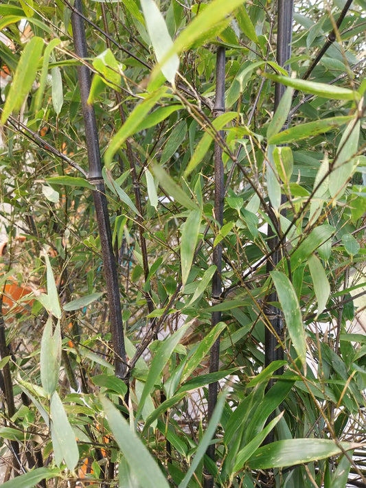 Sort Bambus 160- 175 cm