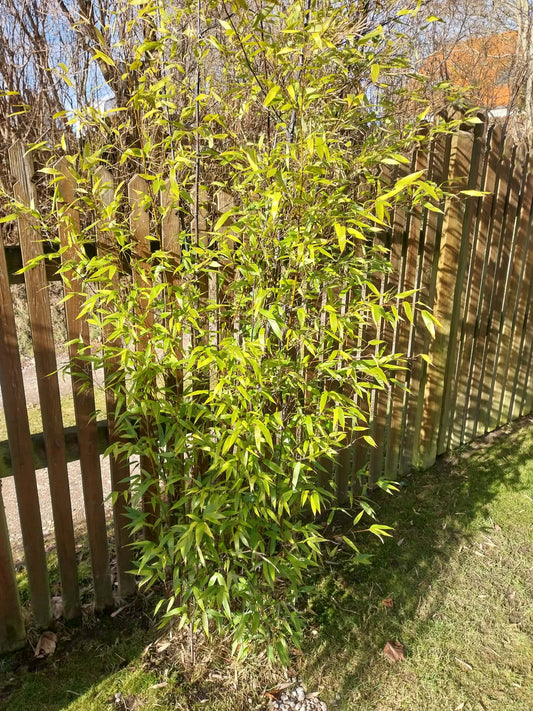 Sort Bambus 160- 175 cm